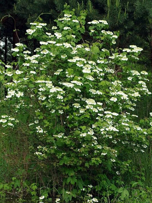 Калина обыкновенная (Viburnum opulus) – вид 1