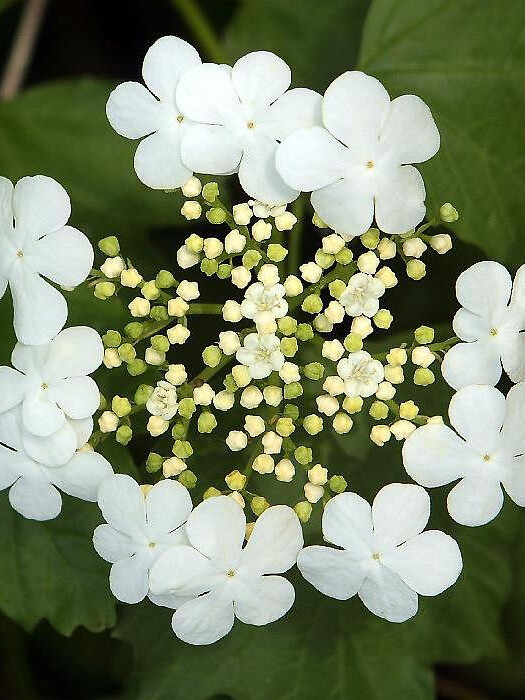 Калина обыкновенная (Viburnum opulus) – вид 2