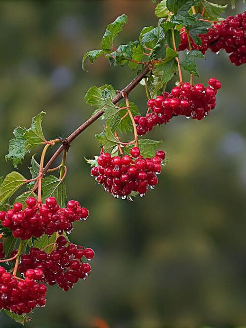 Калина обыкновенная (Viburnum opulus) – вид 3