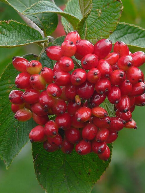 Калина гордовина (Viburnum lantana) – вид 1