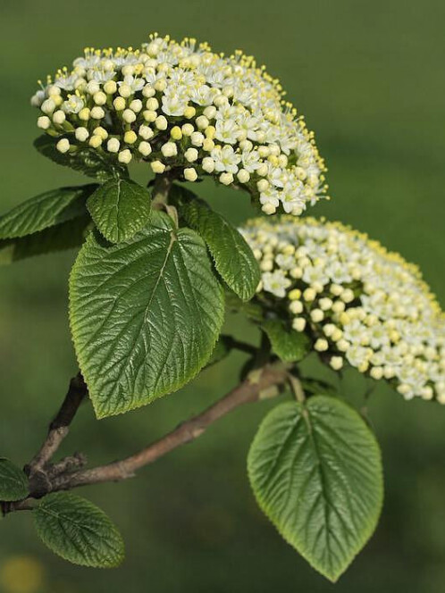 Калина гордовина (Viburnum lantana) – вид 2