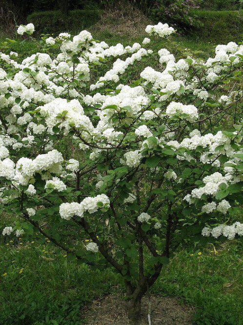 Калина складчатая (Viburnum plicatum)