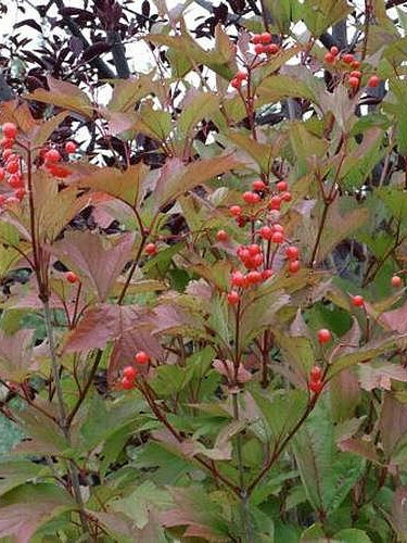 Калина съедобная (Viburnum edule) – вид 1