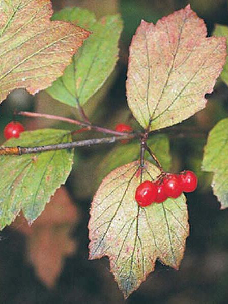 Калина съедобная (Viburnum edule) – вид 2