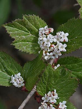 Калина съедобная (Viburnum edule) – вид 3