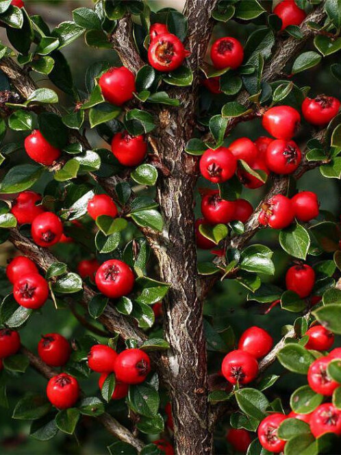 Кизильник горизонтальный (Cotoneaster horizontalis) – вид 2