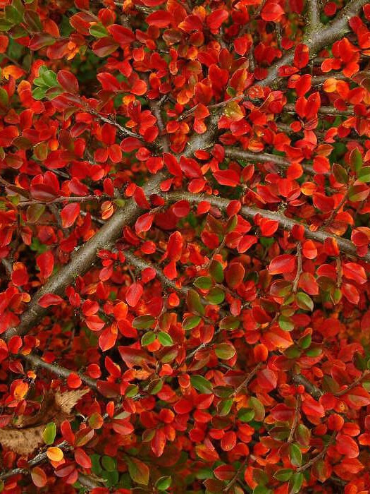 Кизильник горизонтальный (Cotoneaster horizontalis) – вид 3