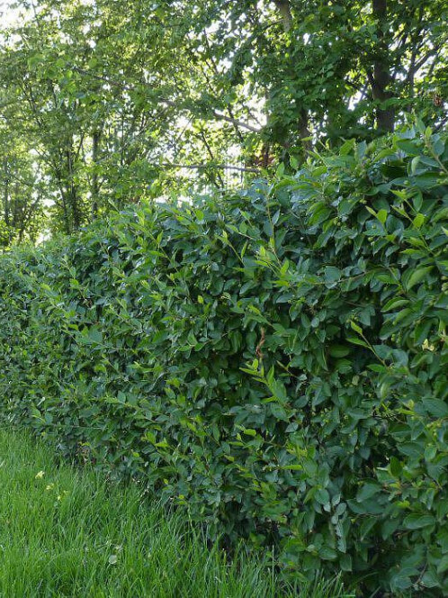 Кизильник блестящий (Cotoneaster lucidus)