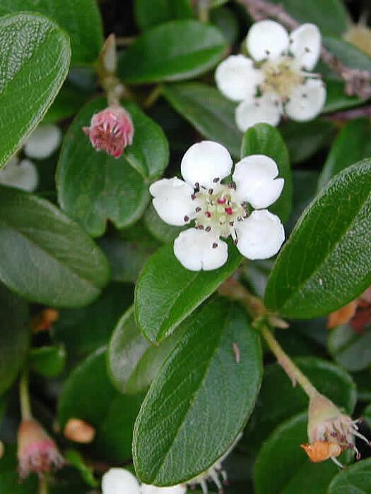 Кизильник даммера (Cotoneaster dammeri) – вид 3