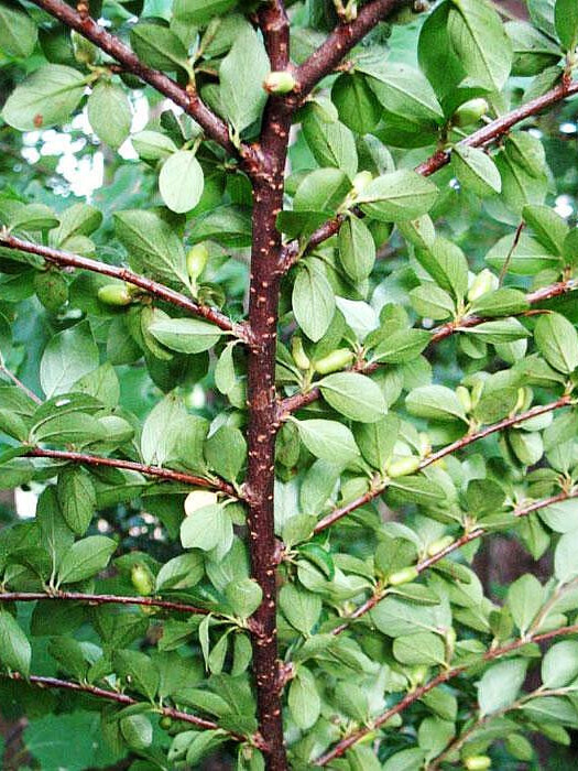 Кизильник растопыренный (Cotoneaster divaricatus) – вид 3