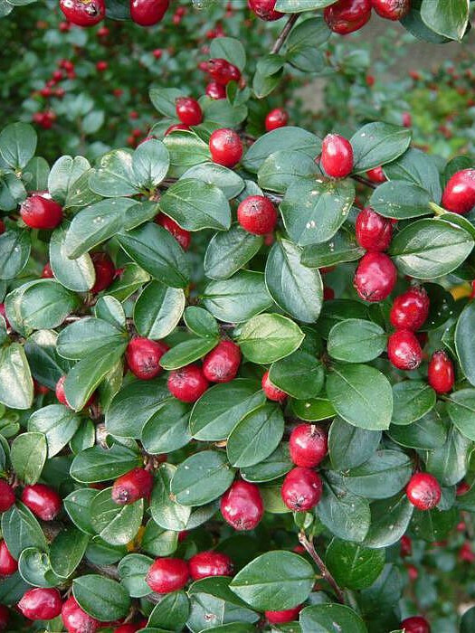 Кизильник растопыренный (Cotoneaster divaricatus) – вид 4