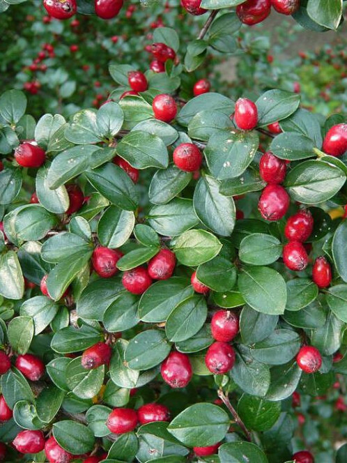 Кизильник растопыренный (Cotoneaster divaricatus) – вид 4