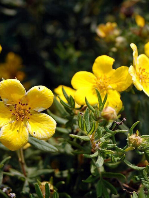 Лапчатка кустарниковая (Potentilla fruticosa)