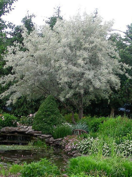 Лох узколистный (Elaeagnus angustifolia) – вид 1