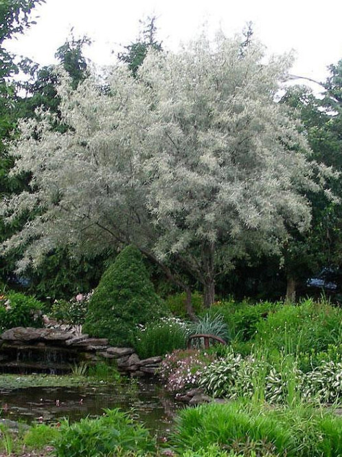 Лох узколистный (Elaeagnus angustifolia)