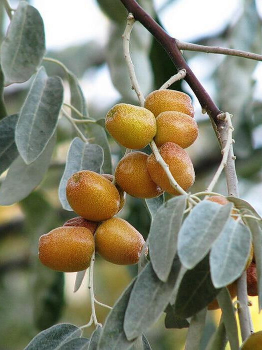 Лох узколистный (Elaeagnus angustifolia) – вид 3