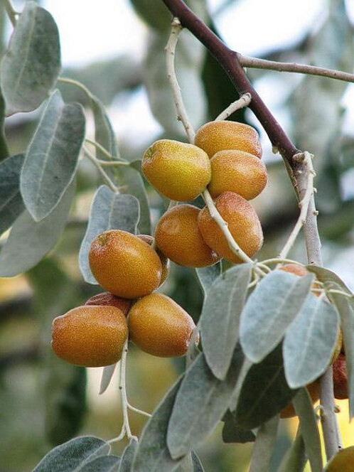 Лох узколистный (Elaeagnus angustifolia) – вид 3