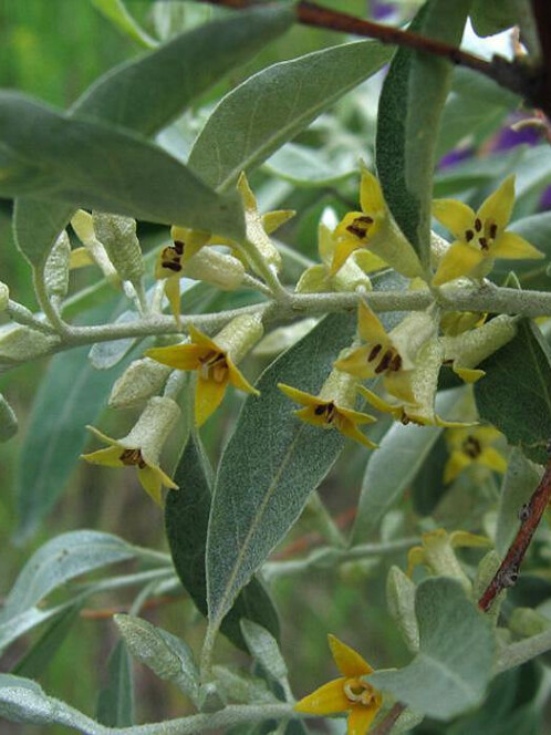 Лох узколистный (Elaeagnus angustifolia) – вид 4