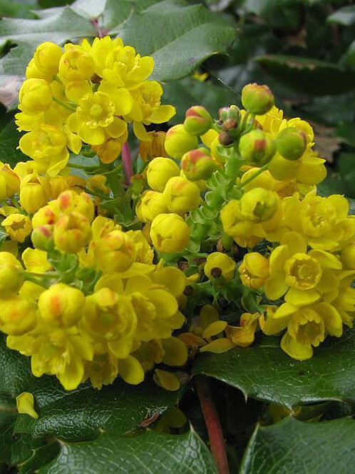 Магония падуболистная (Mahonia aquifolium)