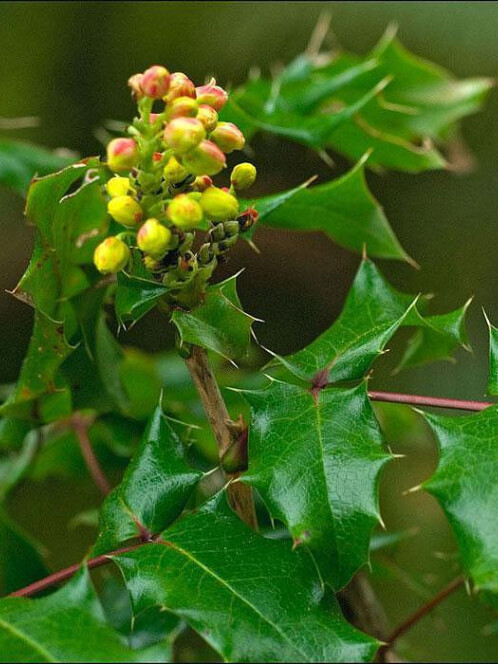 Магония падуболистная (Mahonia aquifolium) – вид 2