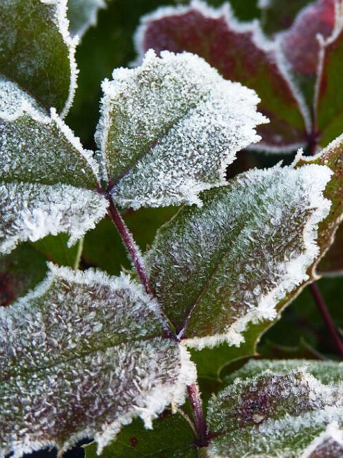 Магония падуболистная (Mahonia aquifolium) – вид 4