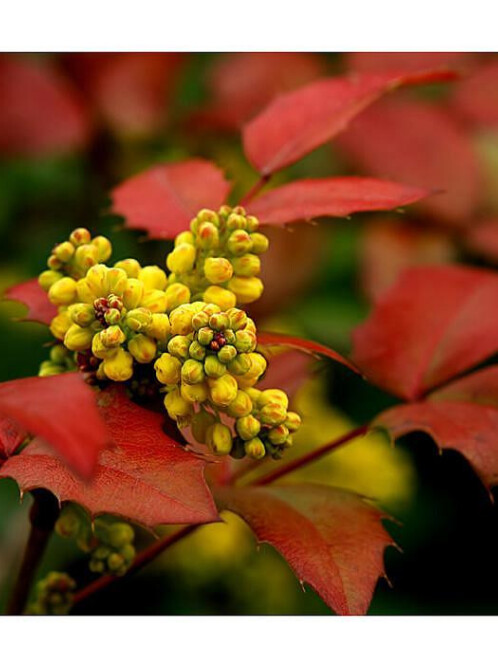 Магония падуболистная (Mahonia aquifolium) – вид 5