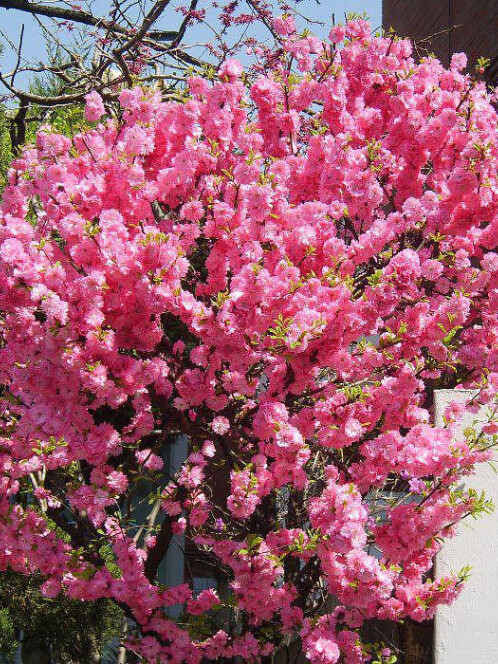 Миндаль трехлопастной (Amygdalus triloba)