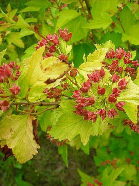 Пузыреплодник калинолистный (Physocarpus opulifolius)