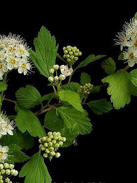 Пузыреплодник калинолистный (Physocarpus opulifolius) – вид 2