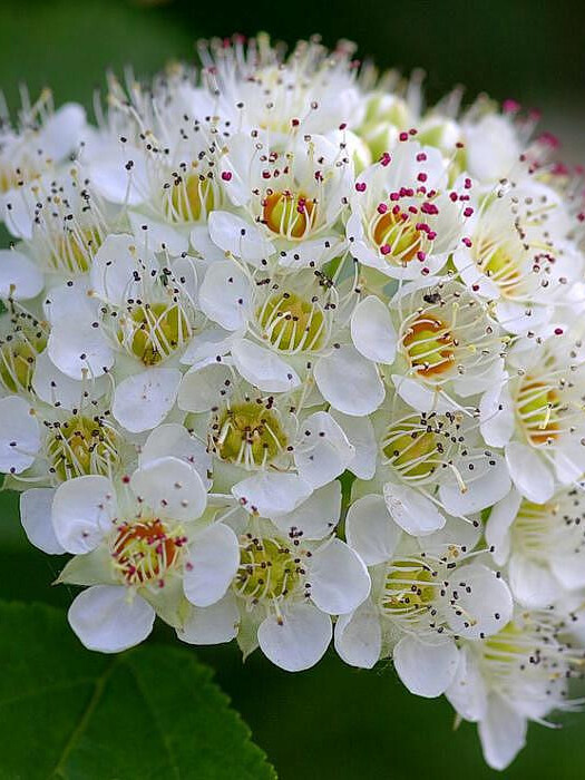 Пузыреплодник калинолистный (Physocarpus opulifolius) – вид 3