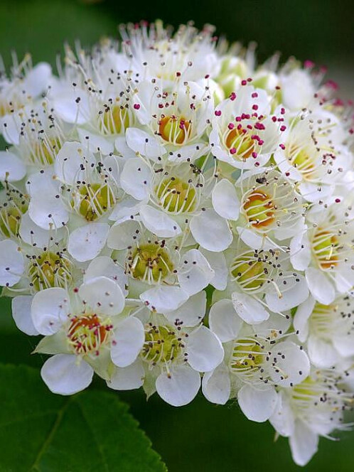 Пузыреплодник калинолистный (Physocarpus opulifolius) – вид 3