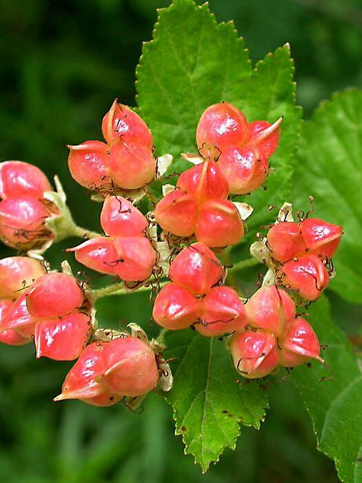 Пузыреплодник калинолистный (Physocarpus opulifolius) – вид 4