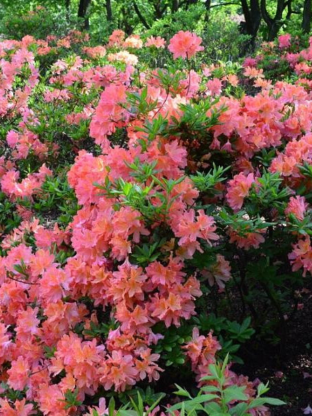 Рододендрон листопадный Японский розовый (Japonicum)