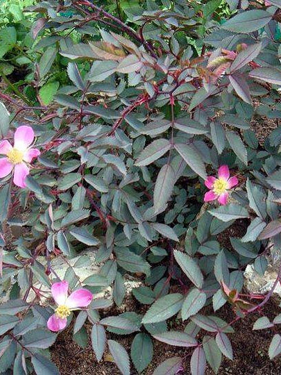 Роза Сизая (Rosa glauca) – вид 1