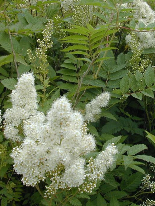 Рябинник рябинолистный (Sorbaria sorbifolia) – вид 1