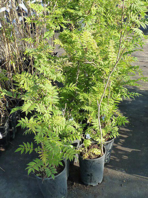 Рябинник рябинолистный (Sorbaria sorbifolia) – вид 3