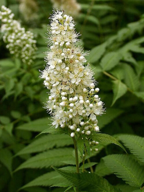 Рябинник рябинолистный Сэм (sorbifolia Sem)