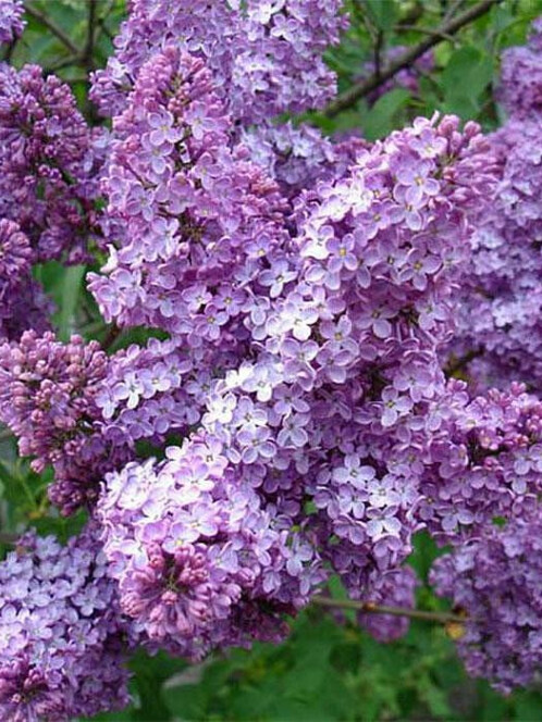 Сирень обыкновенная (Syringa vulgaris) – вид 1