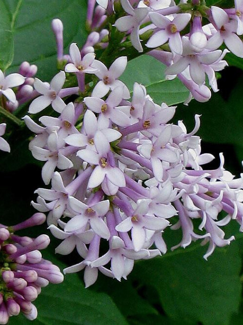 Сирень венгерская (Syringa josikaea) – вид 1