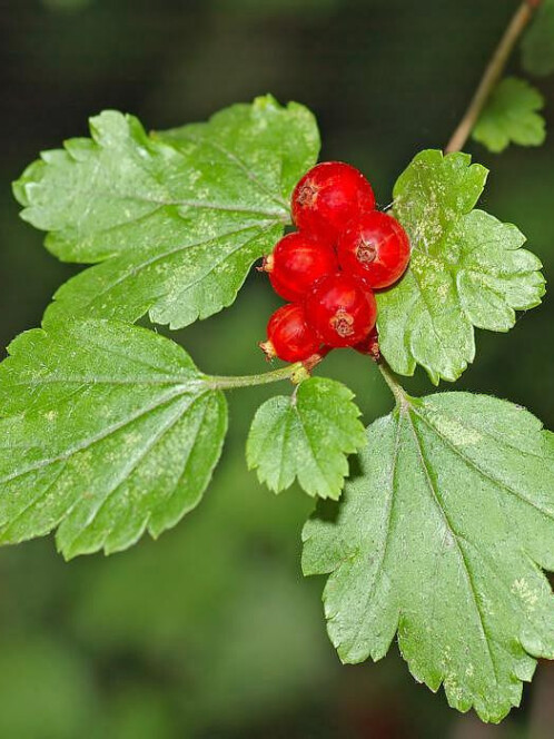 Смородина альпийская (Ribes alpinum) – вид 1