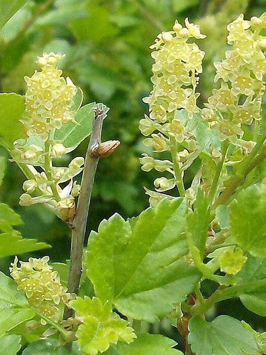 Смородина альпийская (Ribes alpinum) – вид 2