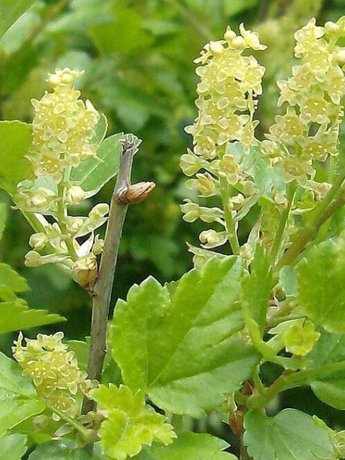 Смородина альпийская (Ribes alpinum) – вид 2