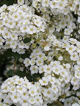 Спирея Аргута (Spiraea arguta) – вид 1