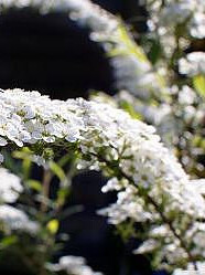 Спирея Аргута (Spiraea arguta) – вид 2