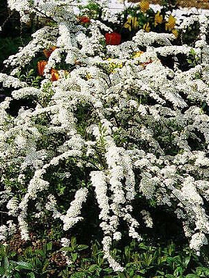 Спирея Аргута (Spiraea arguta) – вид 3