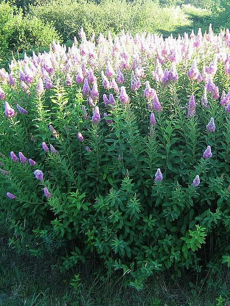 Спирея Билларда (Spiraea billardii) – вид 1