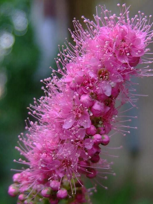 Спирея Билларда (Spiraea billardii) – вид 2