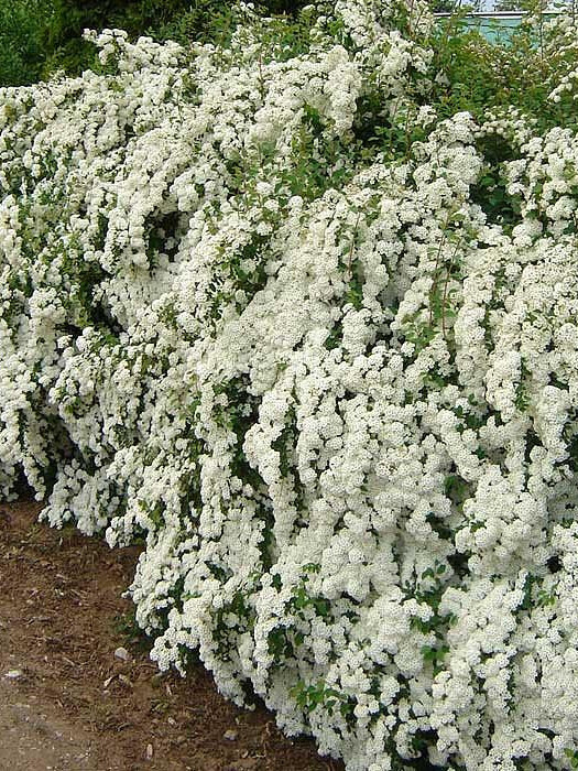 Спирея Вангутта (Spiraea vanhouttei) – вид 1