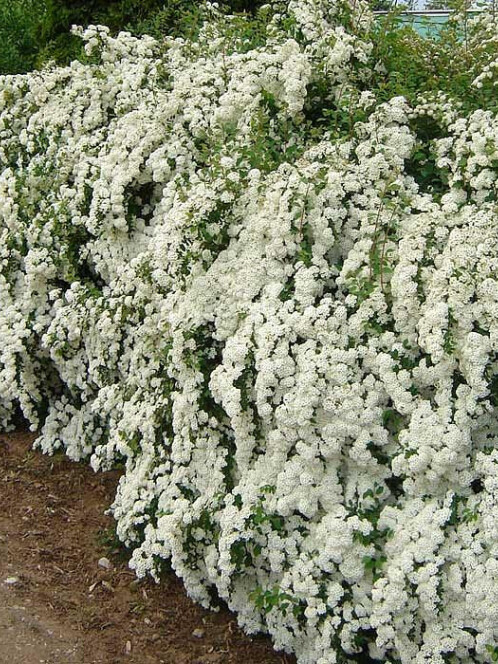 Спирея Вангутта (Spiraea vanhouttei) – вид 1