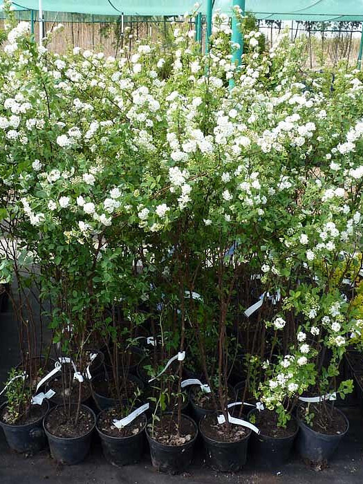 Спирея Вангутта (Spiraea vanhouttei) – вид 2